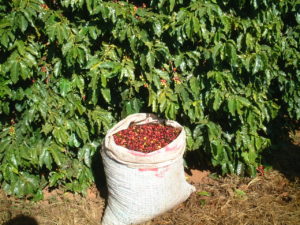 今月のオススメコーヒー　