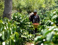 カフェインレス　グアテマラ