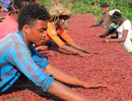 ゲイシャ　NATURAL　ジャスミン