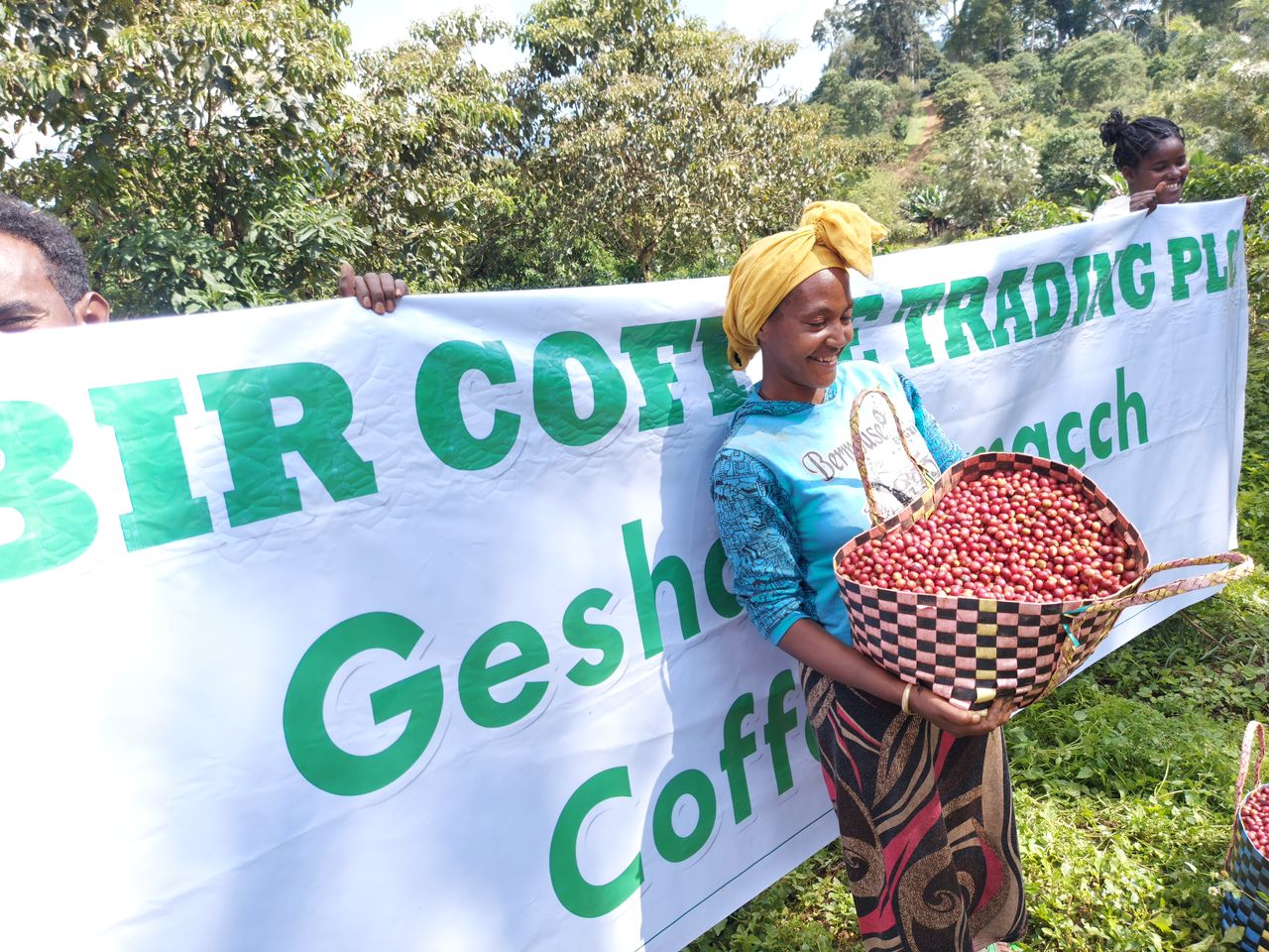 ゲイシャ　ホワイトリリー