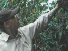 パナマ:ベルリナ農園　ナランハル ゲイシャ