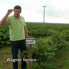 ブラジル:パンタノ農園試験　品種イバイリ