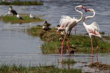 ケニア:Pinl Flamingo　ピンクフラミンゴ